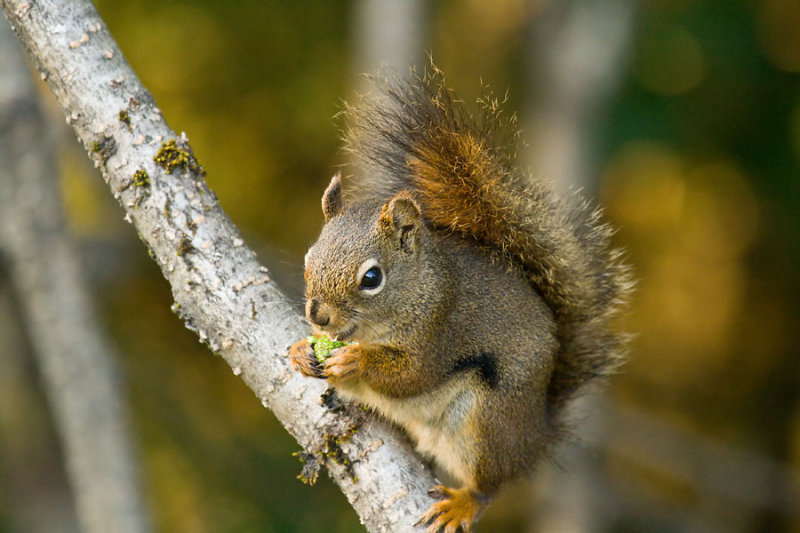 Red Squirrel