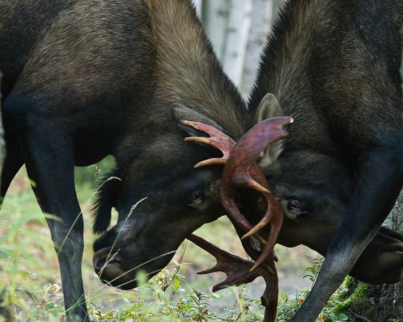 Headlock