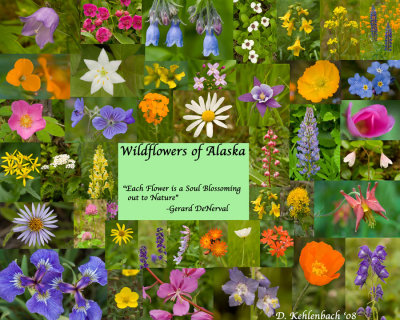 Alaskan Wildflowers