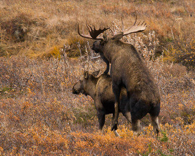 Mating Moose