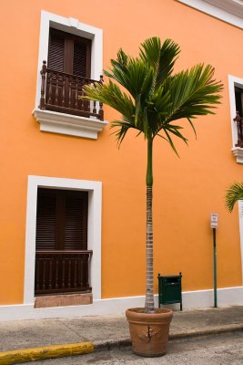 Street Palm