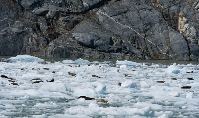 Harbor Seals