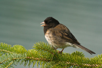 Junco