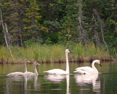 Swans and cygnets