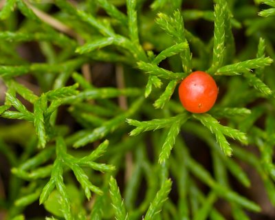 Berry on Moss