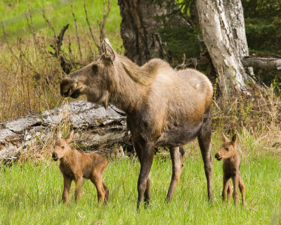 Moose Family