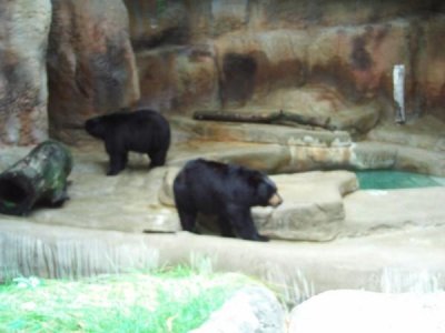 Bear1.jpg