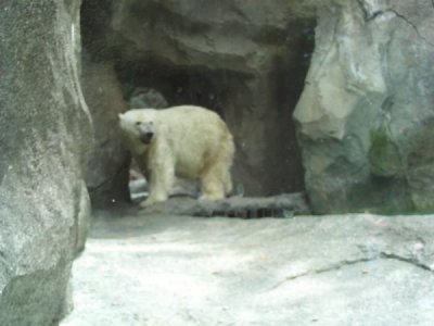 polarbear.jpg