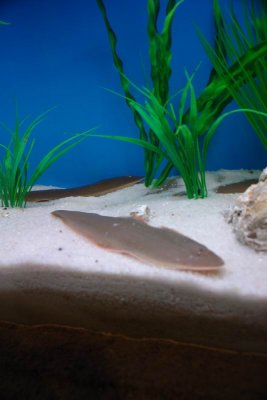 Shanghai Ocean Aquarium