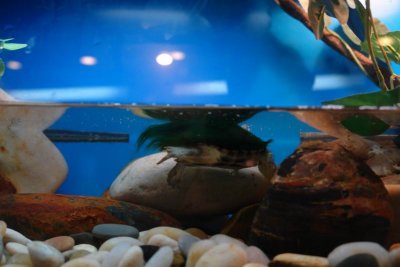 Shanghai Ocean Aquarium