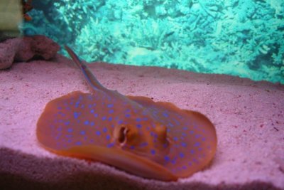 Shanghai Ocean Aquarium