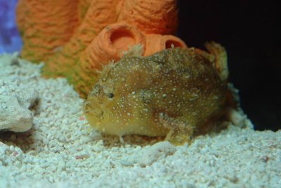 Shanghai Ocean Aquarium