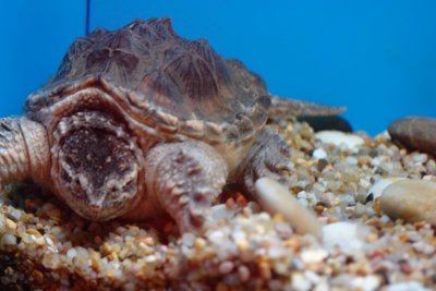 Shanghai Ocean Aquarium