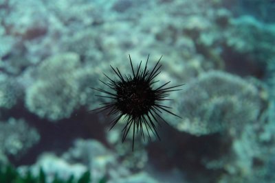 Shanghai Ocean Aquarium
