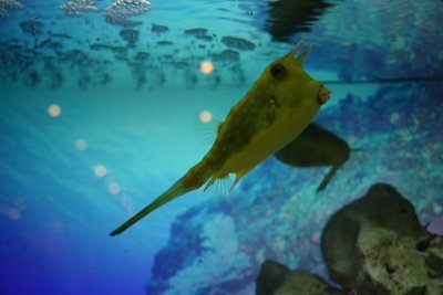 Shanghai Ocean Aquarium