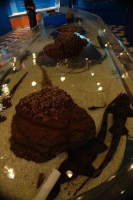 Shanghai Ocean Aquarium