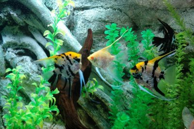 Shanghai Ocean Aquarium