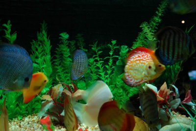 Shanghai Ocean Aquarium