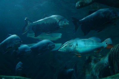Shanghai Ocean Aquarium