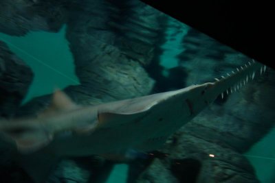 Shanghai Ocean Aquarium
