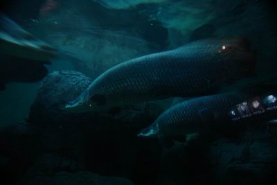 Shanghai Ocean Aquarium