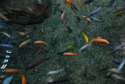 Shanghai Ocean Aquarium