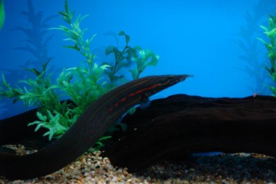 Shanghai Ocean Aquarium