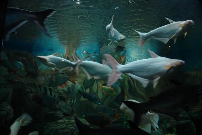 Shanghai Ocean Aquarium