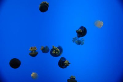 Shanghai Ocean Aquarium