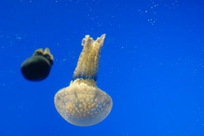 Shanghai Ocean Aquarium