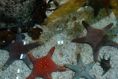 Shanghai Ocean Aquarium