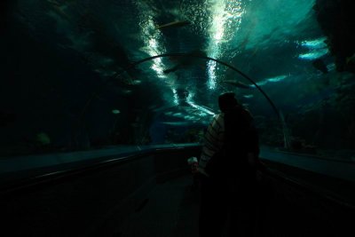 Shanghai Ocean Aquarium