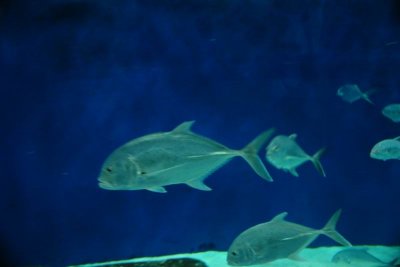 Shanghai Ocean Aquarium
