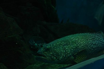 Shanghai Ocean Aquarium