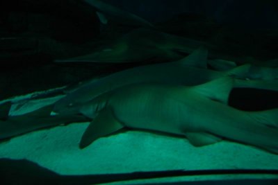 Shanghai Ocean Aquarium