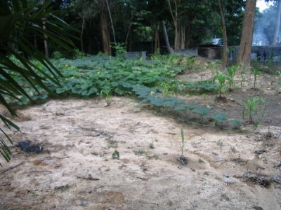 Vegetable patch