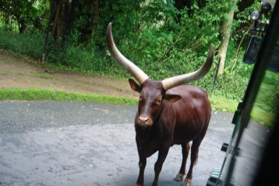 Taman Safari Indonesia - Red Bull?