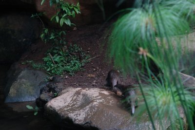 Taman Safari Indonesia