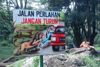 Taman Safari Indonesia - I missed taking a photo of the white woman in a small dress being ravaged by a lion