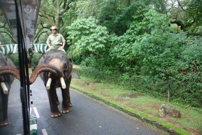 Taman Safari Indonesia - The elephant comes along and takes cash from people....