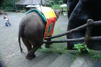 Taman Safari Indonesia - scratching elephant