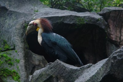 Taman Safari Indonesia