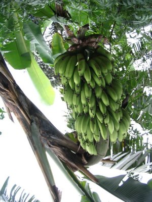 Farm & Village at Cisarua - obligatory banana photo