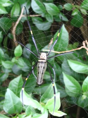 Resort at Cisarua - spider, there are a lot of them, not a pest problem, we saw these on one section of a hedge row
