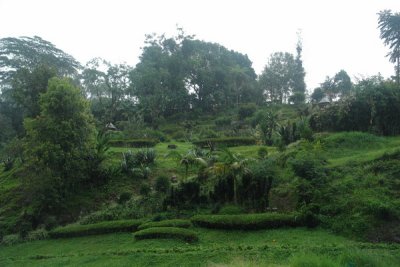 Cipanas botanical gardens