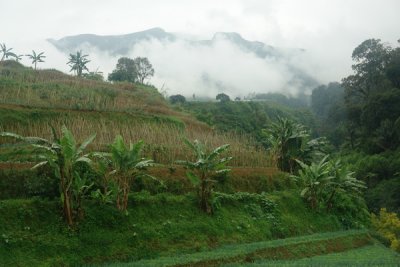 Cipanas botanical gardens