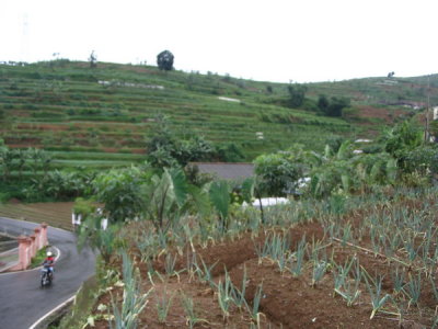 Cipanas local village and farms