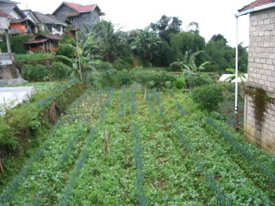 Cipanas local village and farms