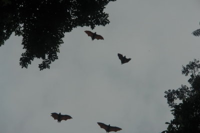 Bogor Botanical Gardens - Flying foxes