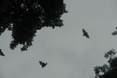 Bogor Botanical Gardens - Flying foxes